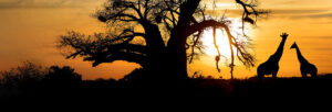 Spectacular,Sunset,With,Baobab,And,Giraffe,On,African,Savannah