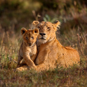 Lion,Mother,Of,Notches,Rongai,Pride,With,Cub,In,Masai