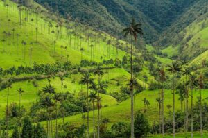 Wax,Palm,Trees,,Native,To,The,Humid,Montane,Forests,Of