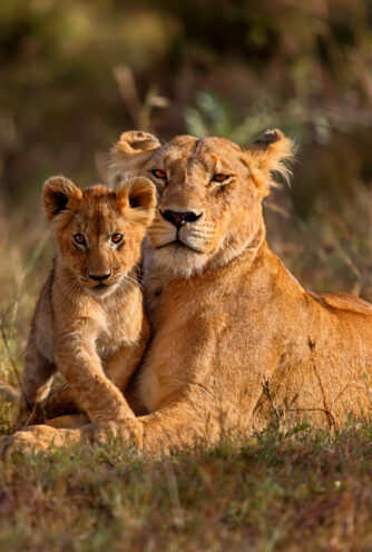 Lion,Mother,Of,Notches,Rongai,Pride,With,Cub,In,Masai