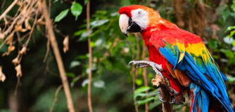 The,Scarlet,Macaw,Is,Regarded,By,Many,As,The,Most