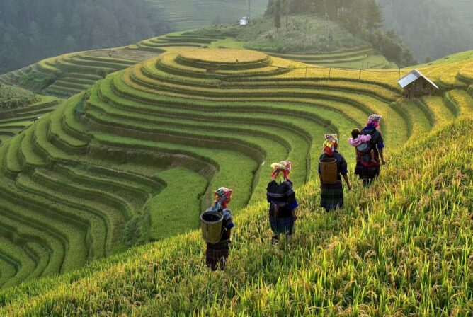 Rice,Fields,On,Terraces,In,The,Sun,At,Mucangchai,,Vietnam.
