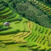 Many,Terraced,Rice,Fields,At,Sunny,Day,In,Sapa,,Northern