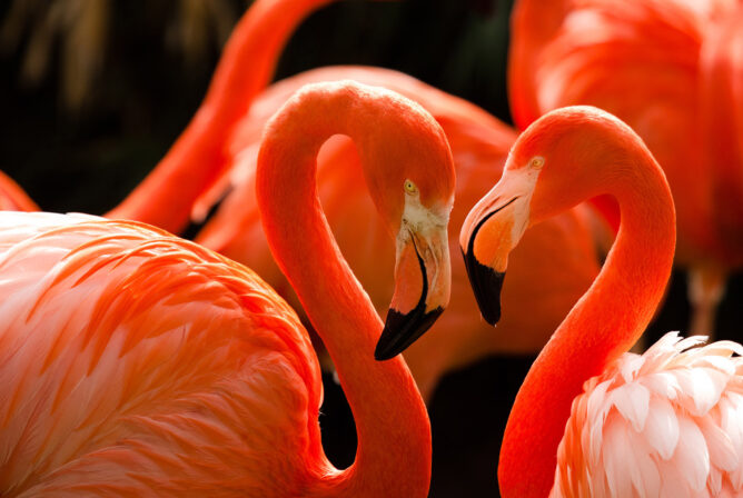 American,Flamingo,(phoenicopterus,Ruber)