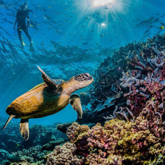 Turtle,Swimming,Among,Colorful,Coral,Reef,With,Swimmers,And,Divers