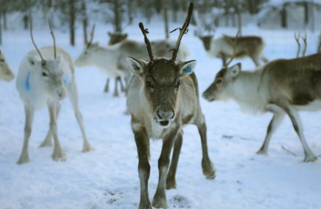 reindeer-4755829_1920