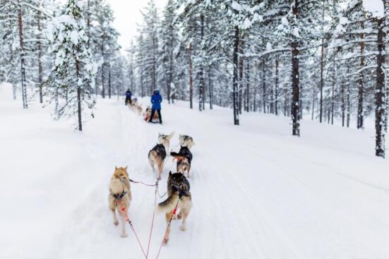 Finsko_Laponsko_mushing2