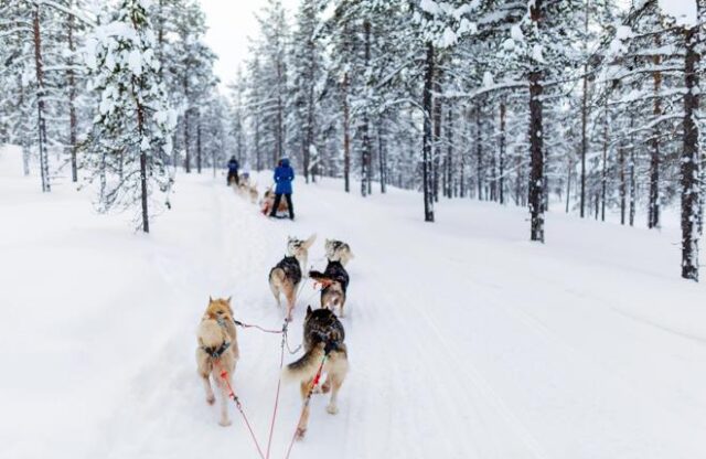 Finsko_Laponsko_mushing2